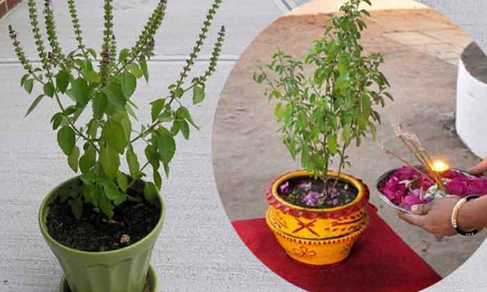  What Type Thulasi Planted-in-home, Basil , Thulasi Planted , Devotional , Krushn-TeluguStop.com