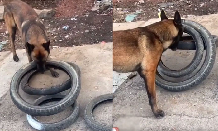  If You Look At What This Dog Did To Help Owner Dog, Viral Video, Tires , Viral-TeluguStop.com