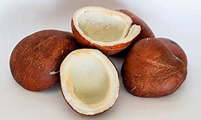  Dry Coconut, Mouth Ulcer, Latest News, Health, Health Tips, Good Health, Home R-TeluguStop.com