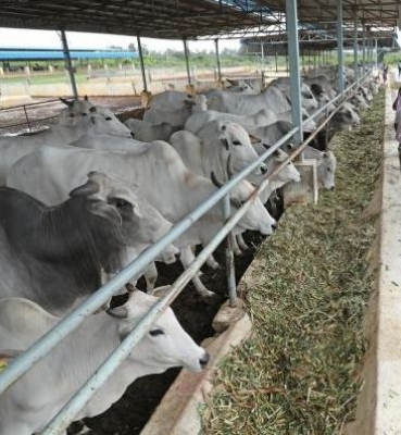  Expert Team Probes Cattle Deaths In Up District-TeluguStop.com