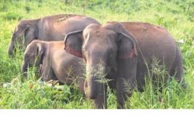  Forest Experts Monitoring Elephant Behaviour After Two Deaths-TeluguStop.com