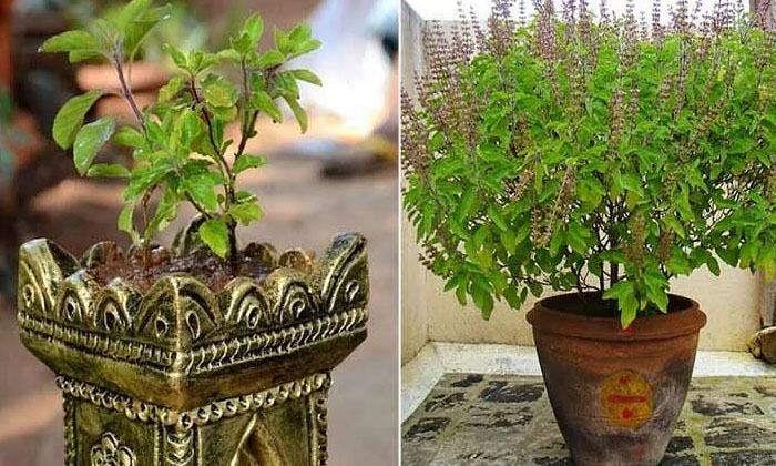  Importance Of Tulasi Plant, Basil , Plant , Good Health , Health Benifits , Devo-TeluguStop.com