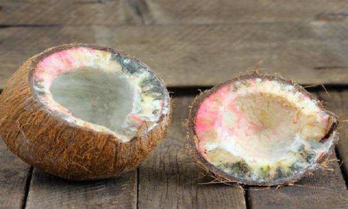 It Is Good Or Bad To Rot The Coconut In Puja , Coconut, Devotional, Kobbari Kaya-TeluguStop.com