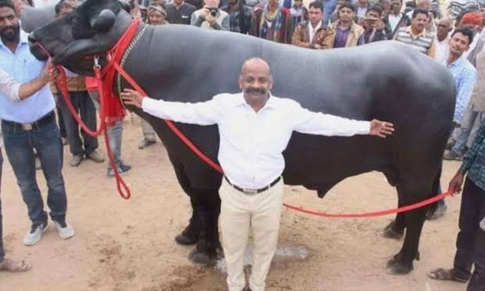  Jodhpur Arvind Jangid Selling Bheem Buffalo Sperm And Earn 24 Crore Per Early, B-TeluguStop.com