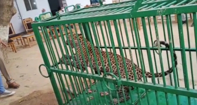  Leopard Finally Captured In Lucknow-TeluguStop.com