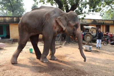  Rehabilitating An Ailing Elephant That Was Rescued In Mp Is Necessary To Ensure-TeluguStop.com