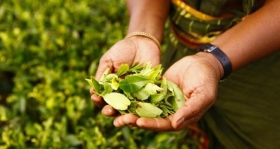  Exports Of Sl Tea To Earn $1.3 Billion In 2021-TeluguStop.com