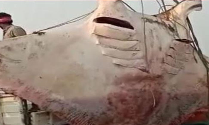  Rare Fish Entangled In Fishermen's Nets Fish, Latest News, Viral Latest, Viral-TeluguStop.com