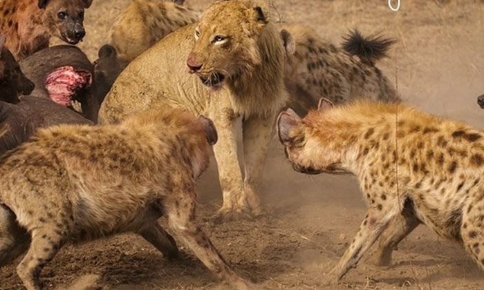  20 Hyenas Attack On A Lion   But In The Meantime, Hyenas, Lion, Viral Video , Vi-TeluguStop.com