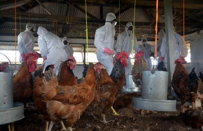  07,000 Turkeys Infected With Bird Flu In Israel-TeluguStop.com