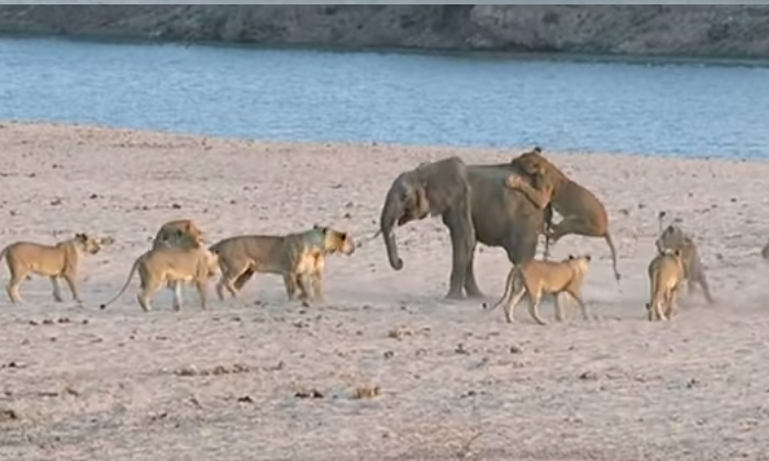  Young Elephant Takes On 14 Lions And Survives Viral Video, 14lions Vs Elephant,-TeluguStop.com