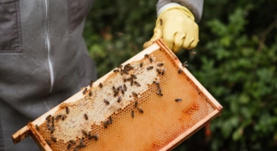  50 Tons Of Honey Harvested In Afghanistan’s Baghlan #honey #afghanistans-TeluguStop.com