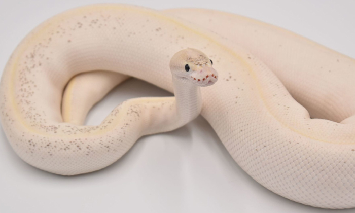  Yellowbanana Ball Phython Not Dangerous , Banana Ball Python , Royal Pythons‌,-TeluguStop.com