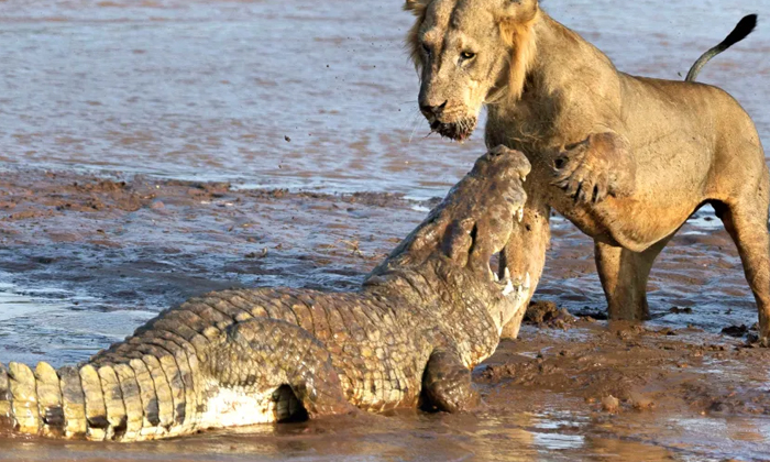  The Lion Who Got Into A Fierce Fight With The Crocodile For Meat The Tear-jerk-TeluguStop.com