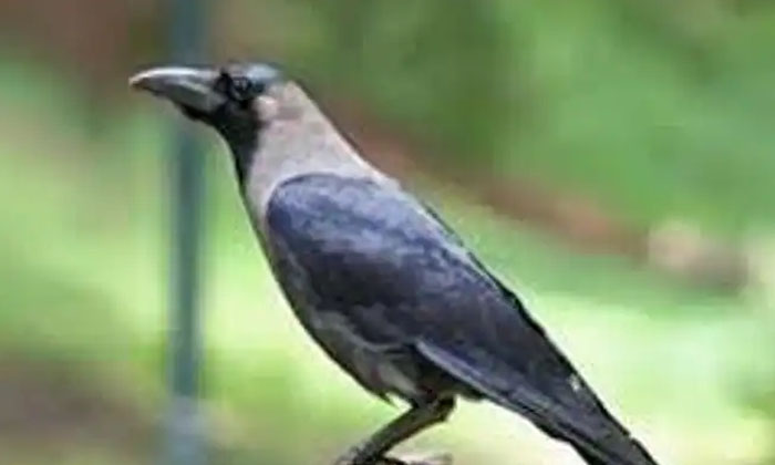 Telugu Crow Attack, Karnataka, Latest-Latest News - Telugu