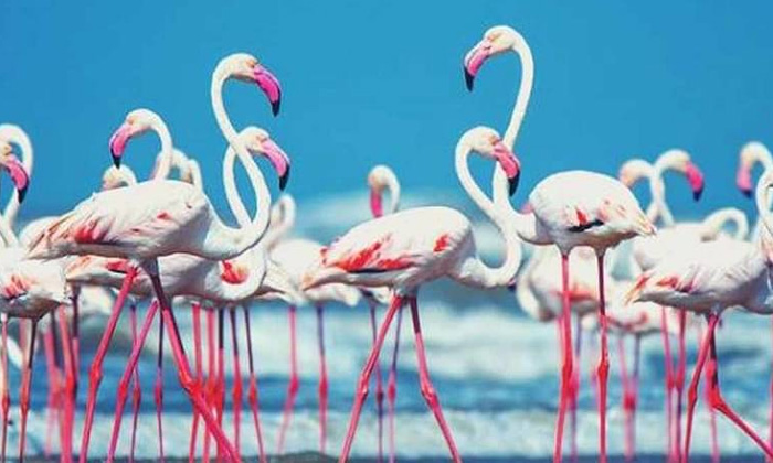  Drone Visual Of Flamingoes' Vast Nesting Area In Rann Of Kutch Takes Internet By-TeluguStop.com