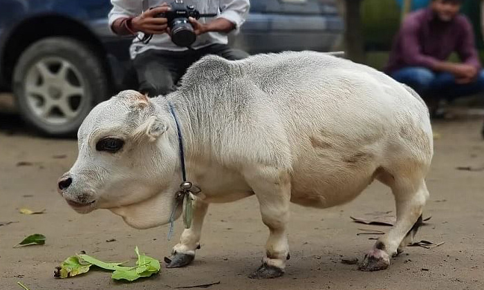  Guinness Book Authority Recognized Rani As Smallest Cow Of The World, Guinness B-TeluguStop.com