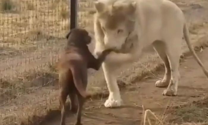  Lion Friendship With Cute Dog Video Going Viral On Social Media, Lion And Dog Fr-TeluguStop.com