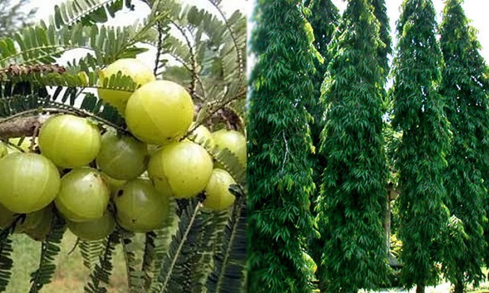  If You Grow These Trees In Your House Lakshmidevi Will Be In Your Home Details,-TeluguStop.com