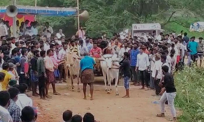  Ox Cart Races Held At Muduvarthi Village In Nellore District, Muduvarthi , And-TeluguStop.com