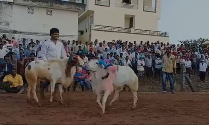  As Part Of The Sankranti Festivities  Pottellu Competitions Were Held At Annambo-TeluguStop.com