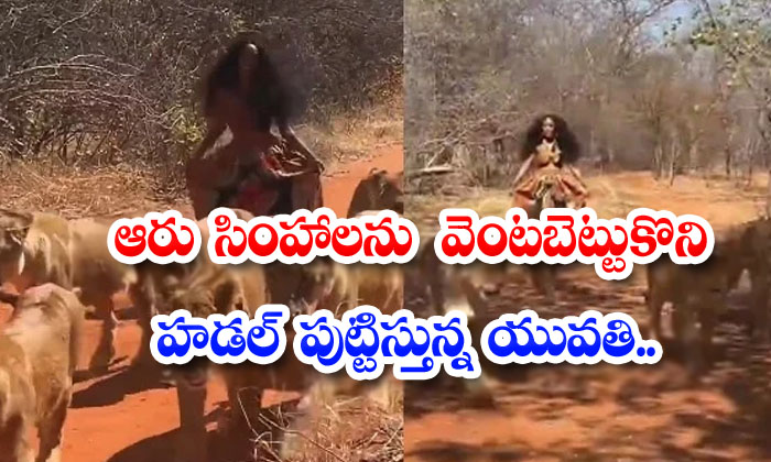  Huddle Young Woman Chasing Six Lions-TeluguStop.com