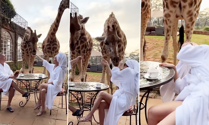  The Giraffe That Attacked The Woman Infront Of It Details, Giraffe, Viral Video,-TeluguStop.com