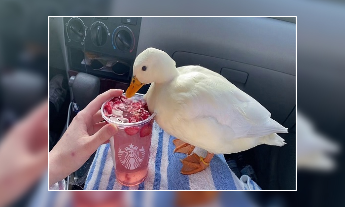  This Cute Duck Helps Its Owner Earn Rs 3 Lakh Every Month Details, Celebrity Duc-TeluguStop.com