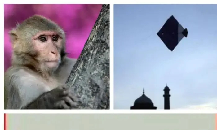  This Incident Is Enough To Show That There Are Similarities Between Monkey And-TeluguStop.com