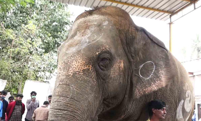 Telugu Elephant, Forest, Karnataka, Tumakuru, Tumakurumutt-Latest News - Telugu