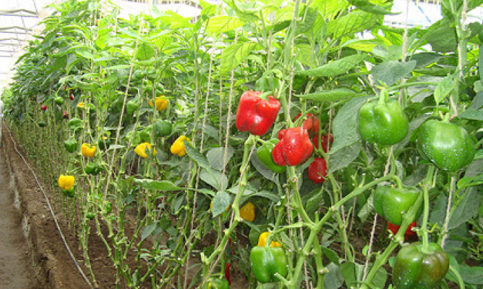  Would Be Surprised To Know The Antecedents Of Capsicum Details, Health People Si-TeluguStop.com