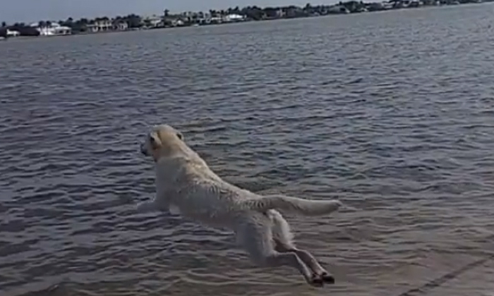  You Saw This Dog Jump In The Water You Must Be In Shock , Dog Jump, Viral Video-TeluguStop.com