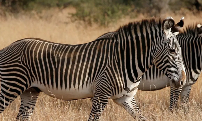  The Black And White Stripes On The Zebra's Body Make You Wonder How Useful It Is-TeluguStop.com