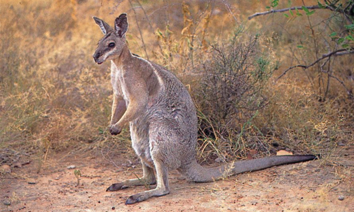  About Wallaby And A Kangaroo Pregnency Details, Animal Forest World Wonder, Wal-TeluguStop.com