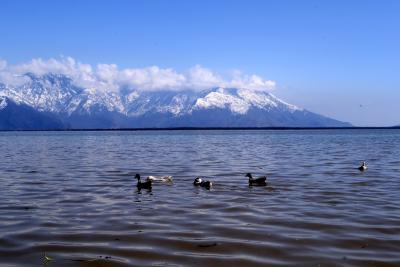 Annual Bird Census Carried Out In J&k’s Wular Lake #annual #bird Annual Bird Census Carried Out In J&k’s Wular Lake #annual #bird-TeluguStop.com