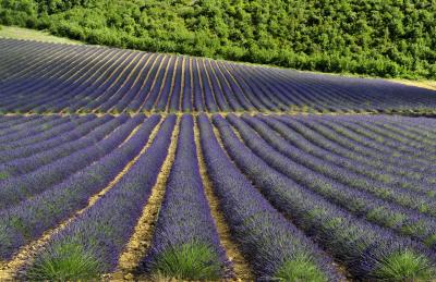  ‘aroma, Lavender Cultivation Popular Option For Agricultural Startup In J&-TeluguStop.com