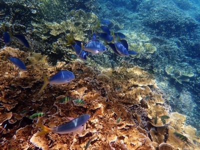  Australian Govt Announces $703 Mn Funding For Great Barrier Reef #australian #ba-TeluguStop.com