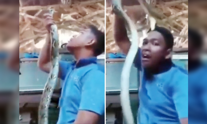  Boy Plays With Giant Viper Snake Video Viral On Social Media Details, Viper Snak-TeluguStop.com