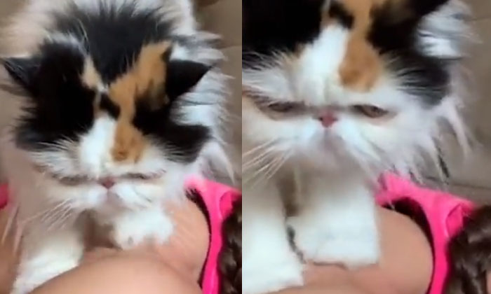  Shock To See How This Cat Massages,  Cat,  Viral Video, Massage , Viral In Inter-TeluguStop.com