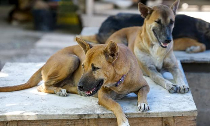  China Country Dog Meat Festival Viral Details, Dog, Viral Latest, News Viral, So-TeluguStop.com