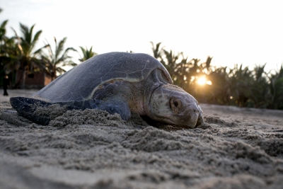  Deaths Of Olive Ridley Turtles Leave Conservationists In Tn Worried #olive #ridl-TeluguStop.com