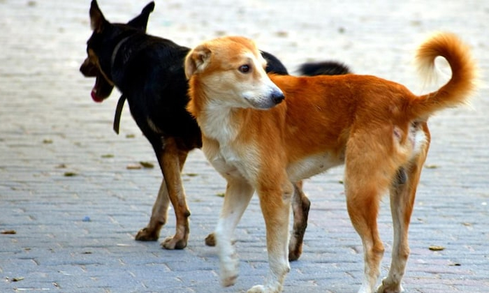  The Dogs That Are Occupying The Government Hospital In Madhya Pradesh Details, P-TeluguStop.com
