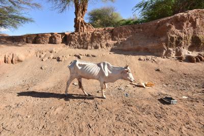  Drought Kills 62,585 Animals In Tanzania #animals #tanzania-TeluguStop.com