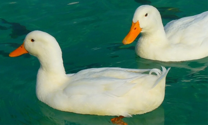  Ducks Are Always Clean And Are They Waterproof Details, Clean , Waterproof, Duck-TeluguStop.com