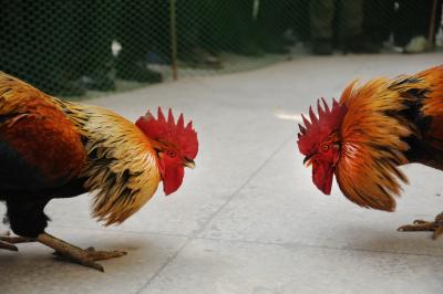  Enforce Cockfighting Ban, Centre Tells Andhra As Peta Cries Foul #ence #tells-TeluguStop.com