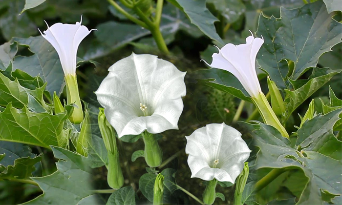  Favorite Flowers To Lord Shiva And Benefits By Offering Them With Devotion Detai-TeluguStop.com