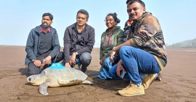  First For Western Coast Of India, Olive Ridley Turtle Satellite Tagged In Mahara-TeluguStop.com