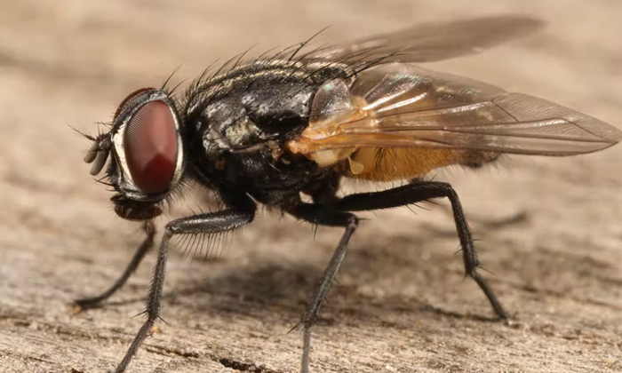  Flies Fly Somewhere They Are Sitting On Human Body Why Details, Health Doctors P-TeluguStop.com