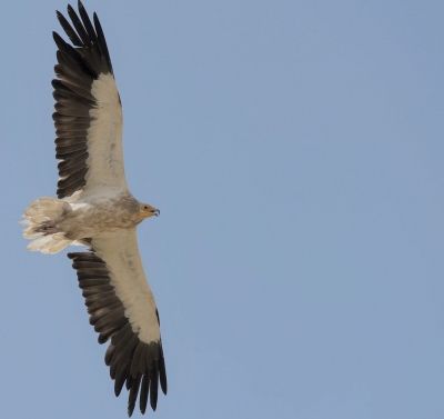  Flying From Breeding Grounds In Uzbekistan, Anya & Arys Migrate To India #gr-TeluguStop.com