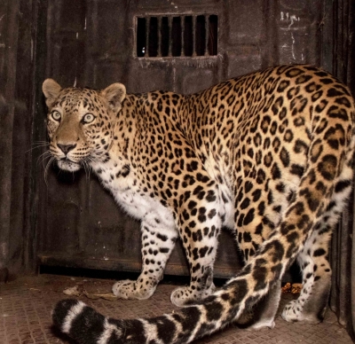  Forest Department Captures Leopard On Prowl In Tn #forest #leopard-TeluguStop.com